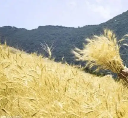 متن آهنگ گندم برون از سجاد رزمجو