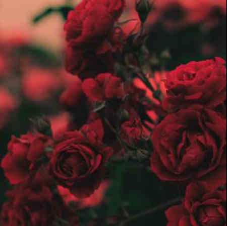 دانلود آهنگ آهای گل بی وفا دانلود آهنگ آهای گل بی وفا