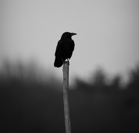 دانلود آهنگ کلاغ رو سیاه دانلود آهنگ کلاغ رو سیاه